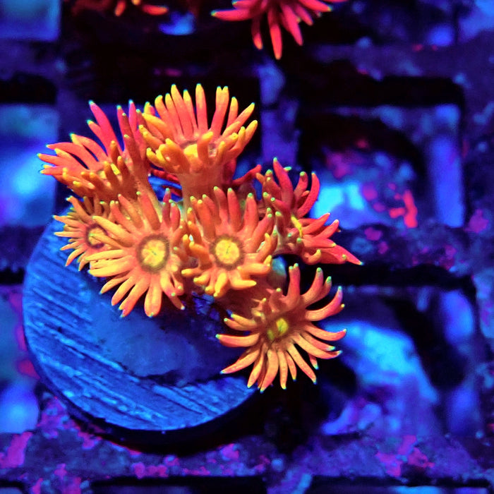 Red Goniopora Frag