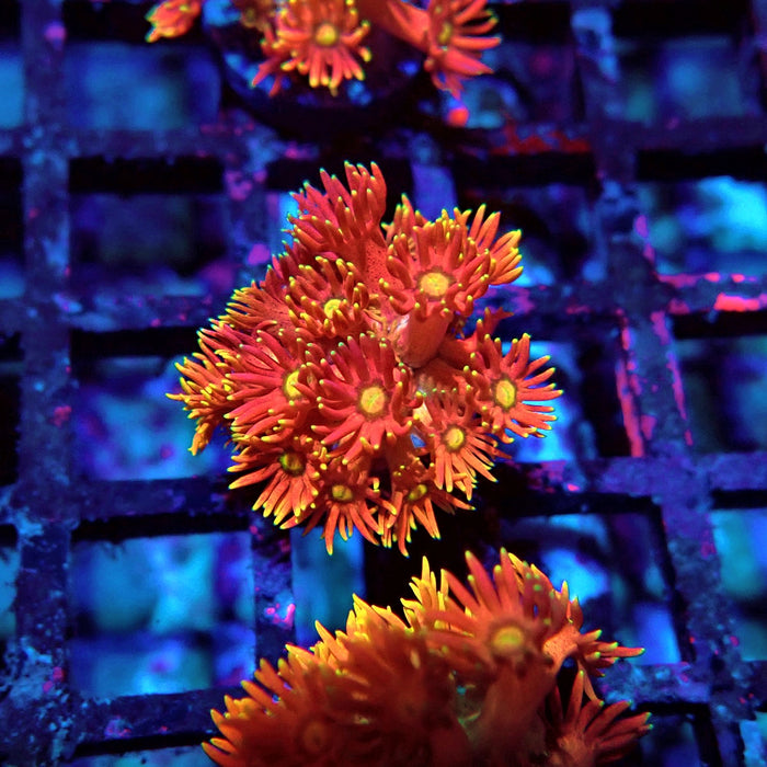 Red Goniopora Frag