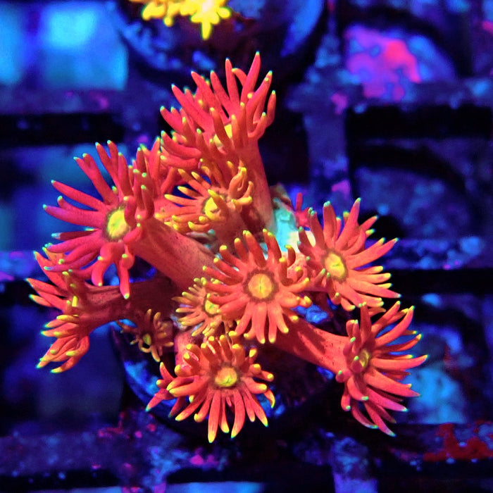 Red Goniopora Frag