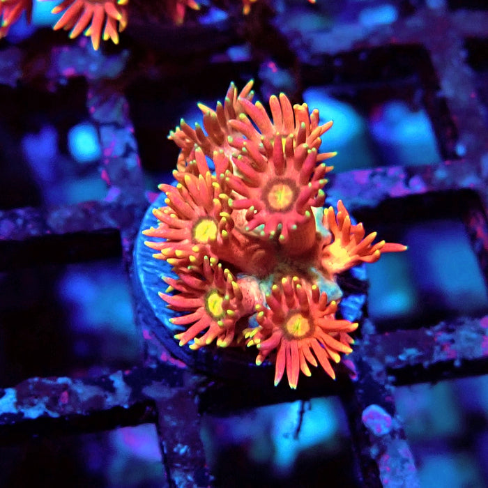 Red Goniopora Frag