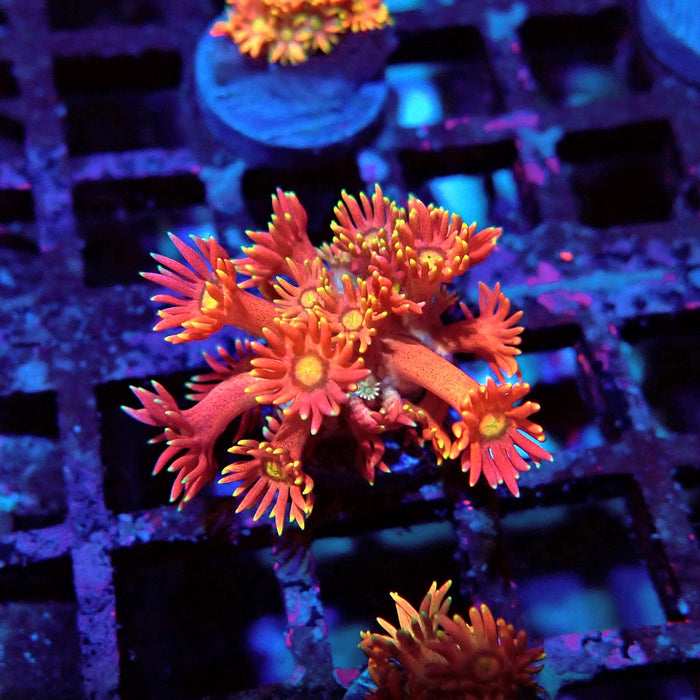 Red Goniopora Frag