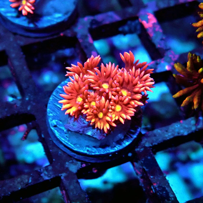 Goniopora Pink Frag