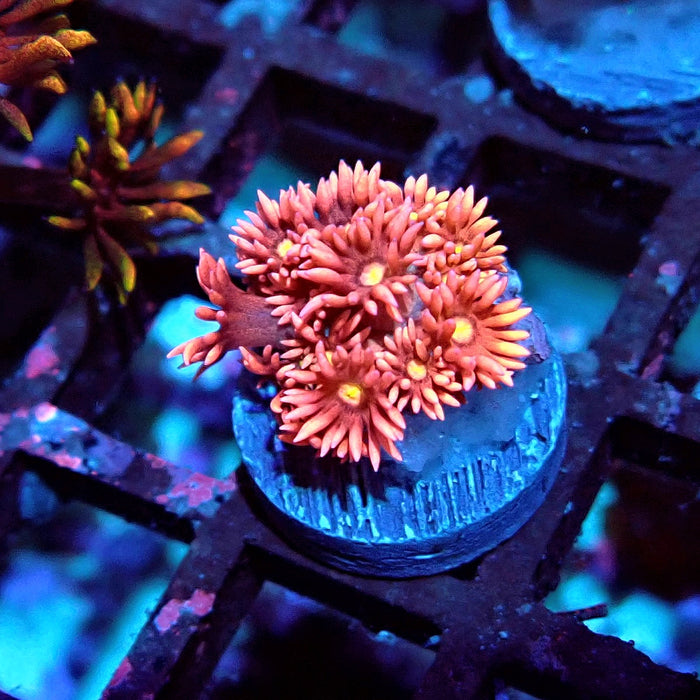 Goniopora Pink Frag