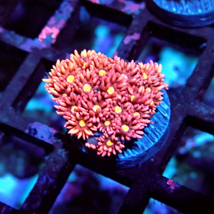 Goniopora Pink Frag