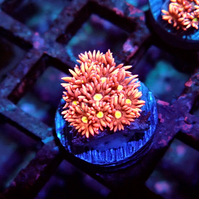 Goniopora Pink Frag