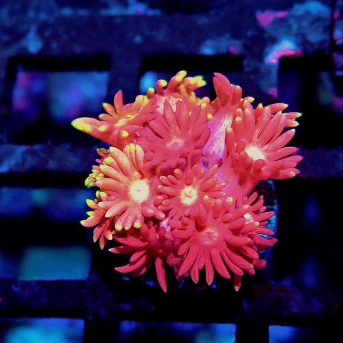 Goniopora Pink Gold Frag