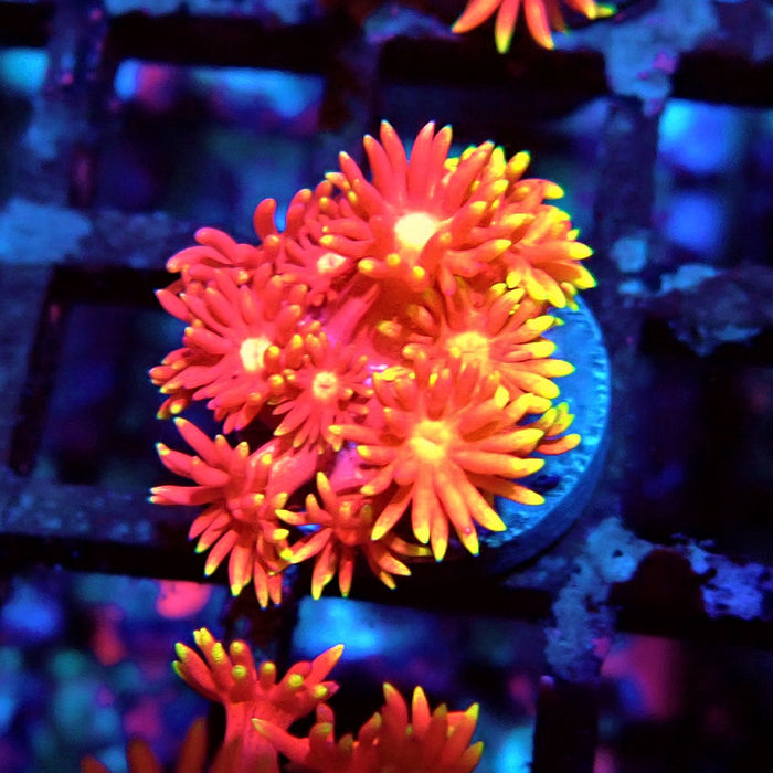 Goniopora Pink Gold Frag