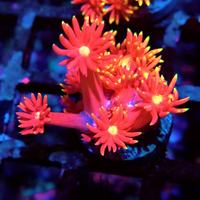 Goniopora Pink Gold Frag
