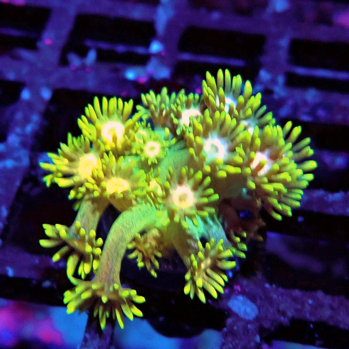 Rainbow Goniopora Frag (3)