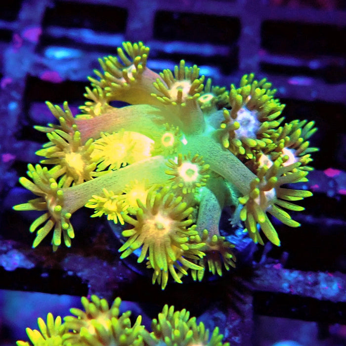 Rainbow Goniopora Frag (3)
