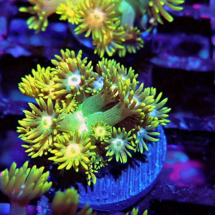 Rainbow Goniopora Frag (3)
