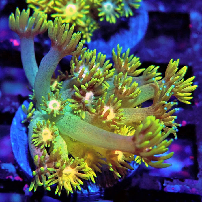 Rainbow Goniopora Frag (3)
