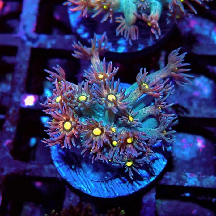 Unique Multicolor Goniopora Frag