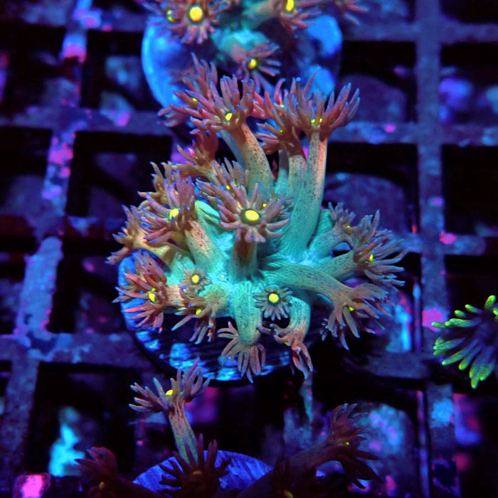 Unique Multicolor Goniopora Frag