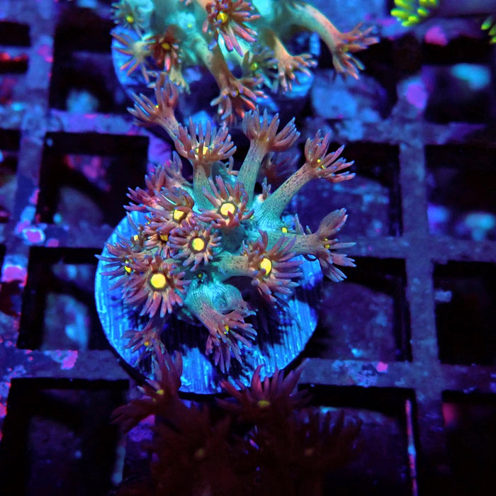 Unique Multicolor Goniopora Frag