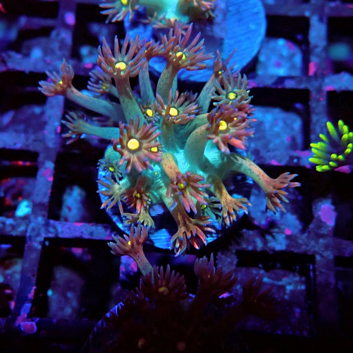 Unique Multicolor Goniopora Frag