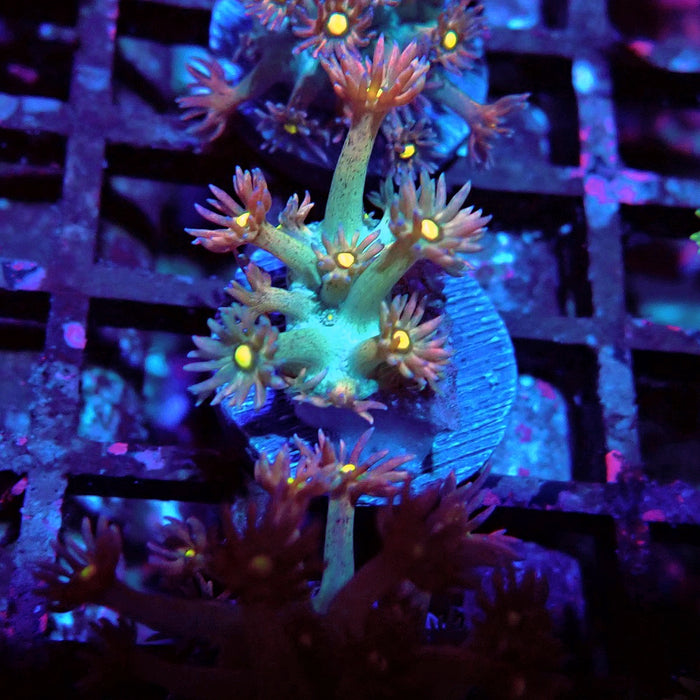 Unique Multicolor Goniopora Frag