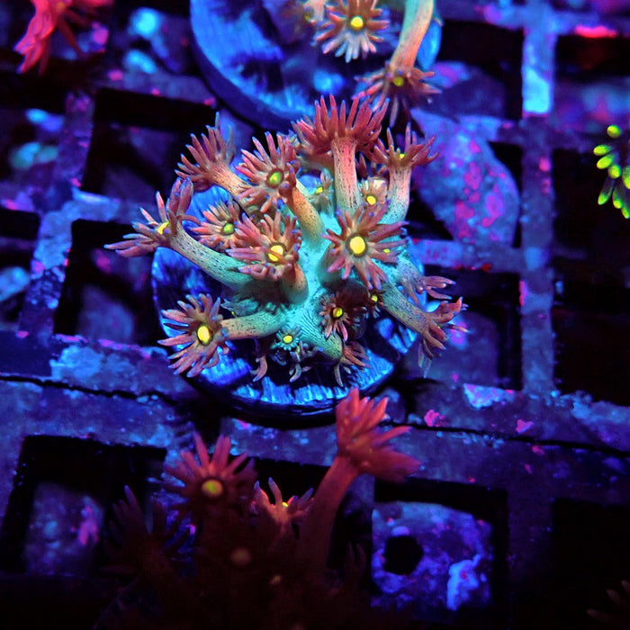 Unique Multicolor Goniopora Frag