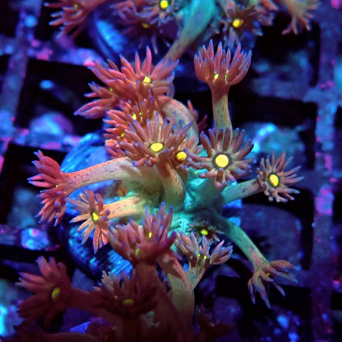 Unique Multicolor Goniopora Frag