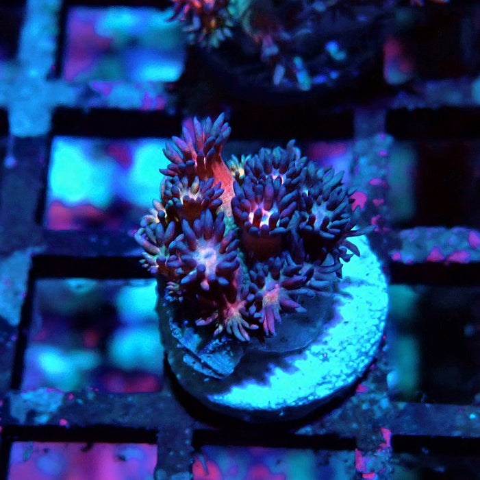 Rainbow Goniopora Frag (4)