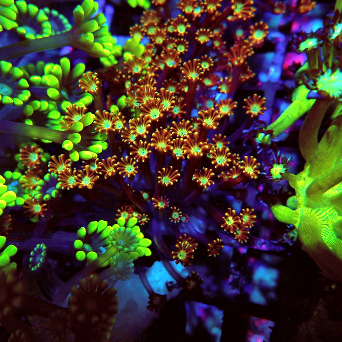 Goniopora Unique Gold Chocolate Frag