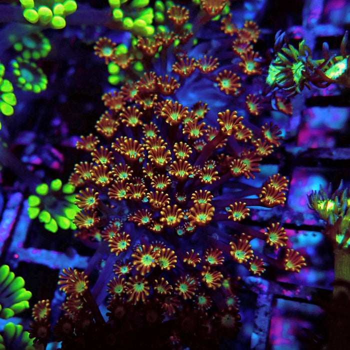 Goniopora Unique Gold Chocolate Frag