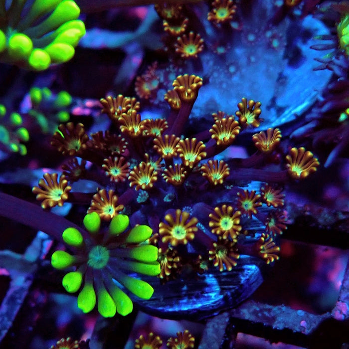 Goniopora Unique Gold Chocolate Frag