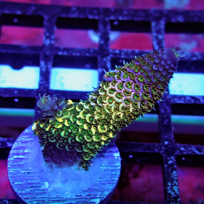 Gold Blue Millepora Acro