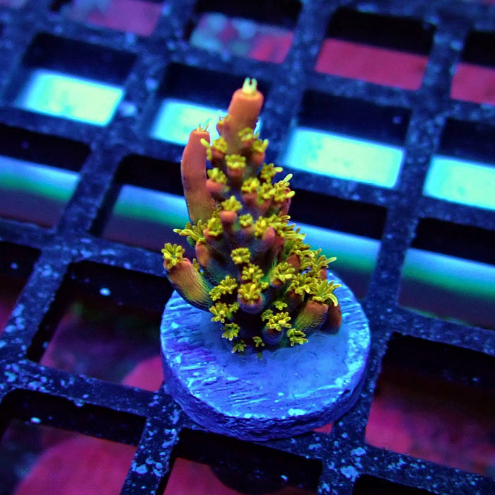 REx Celestial Fire Acro