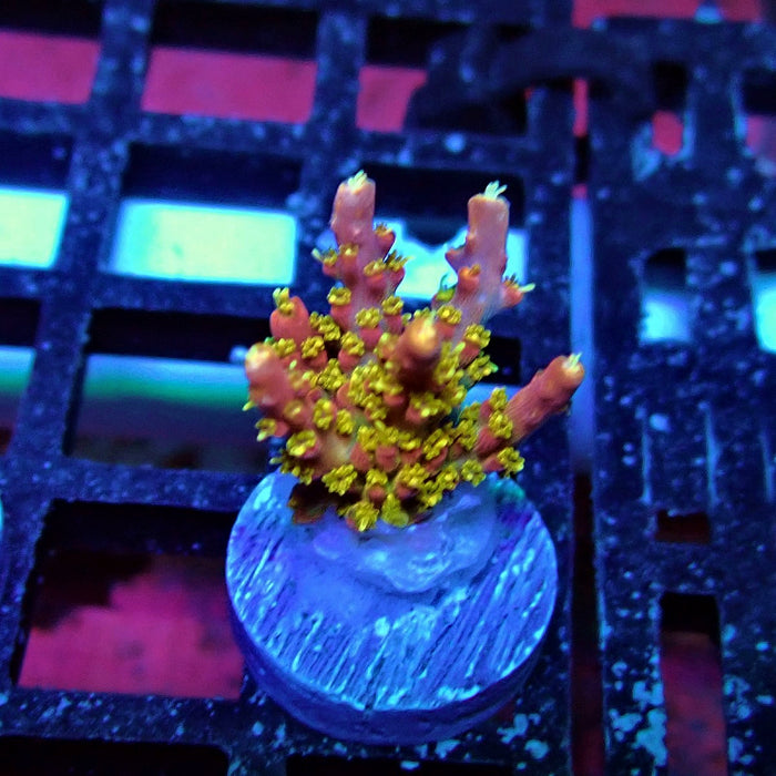 REx Celestial Fire Acro