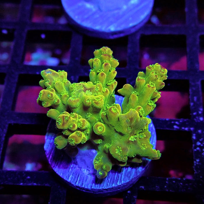 Orange Florida Acro