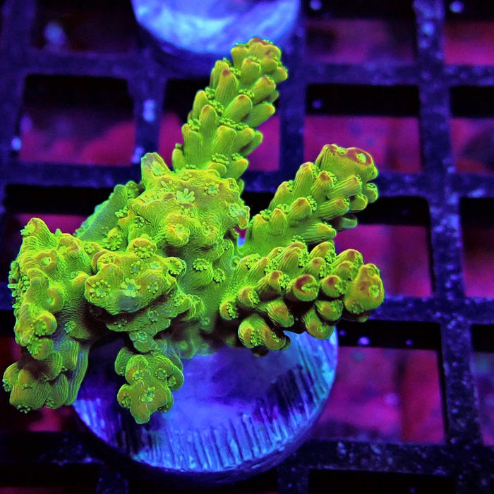Orange Florida Acro