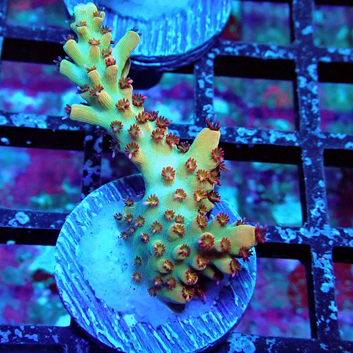 REx Dreamer Acro