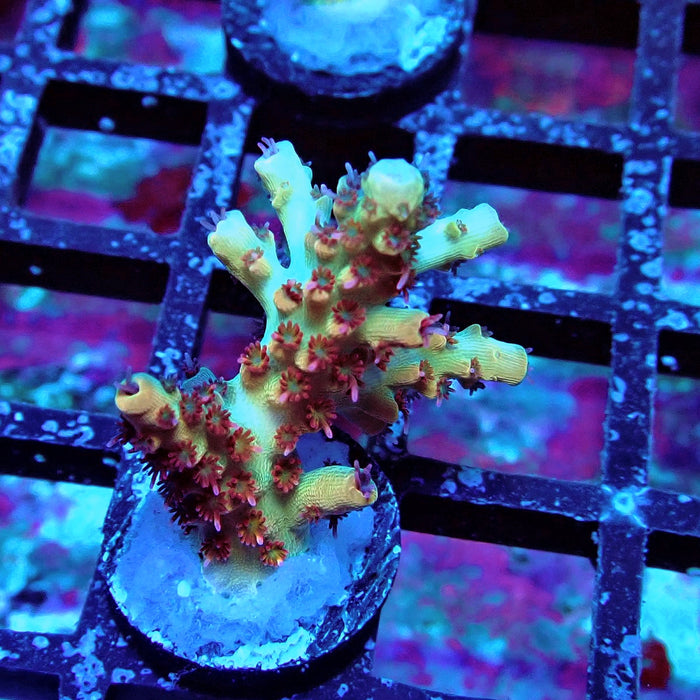 REx Dreamer Acro