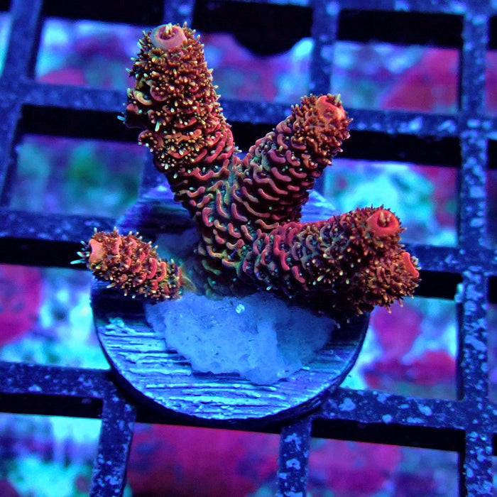 Pink Millepora Acro