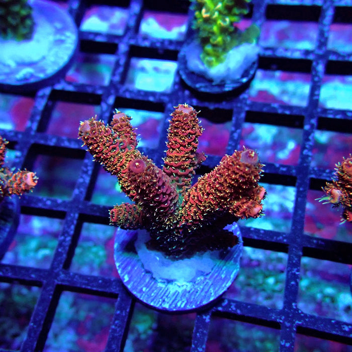 Pink Millepora Acro
