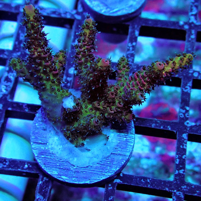 REx Green Inferno Acro