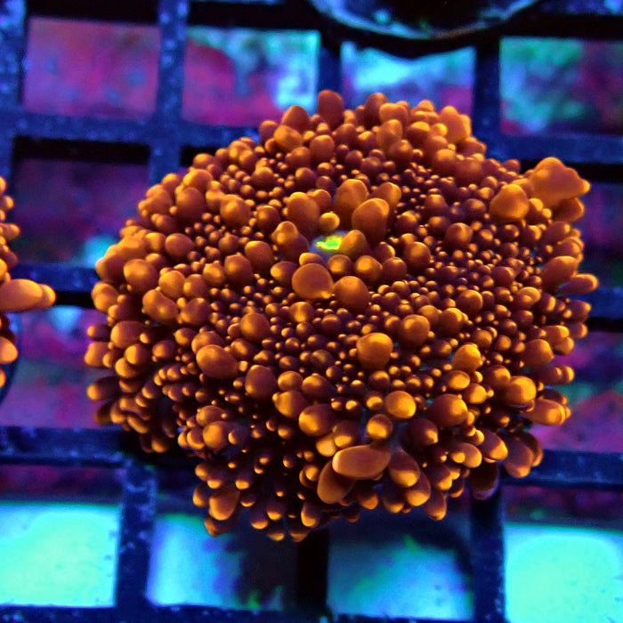 Fiery Ricordea Yuma Mushroom