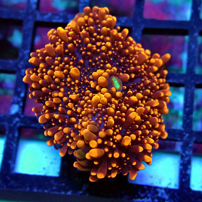 Fiery Ricordea Yuma Mushroom