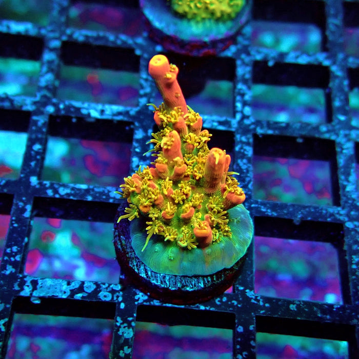 REx Celestial Fire Acro