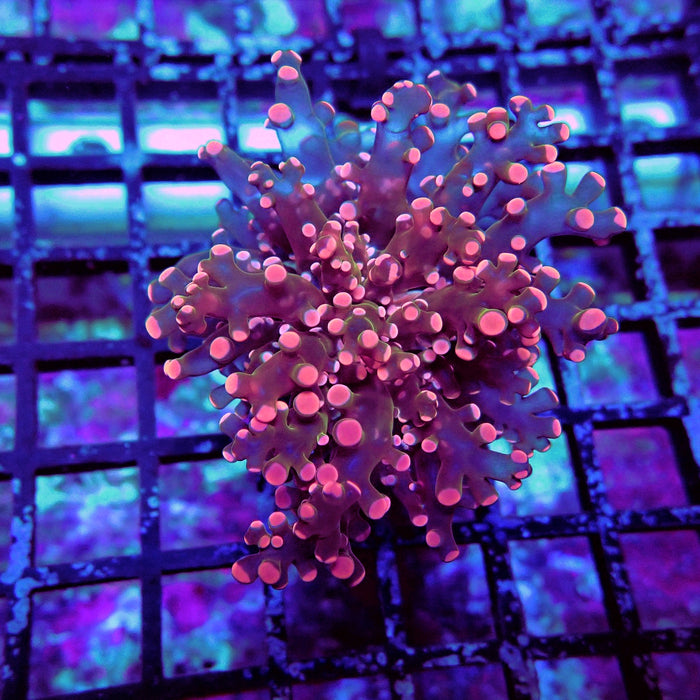 Ultra Pink Frogspawn Euphyllia