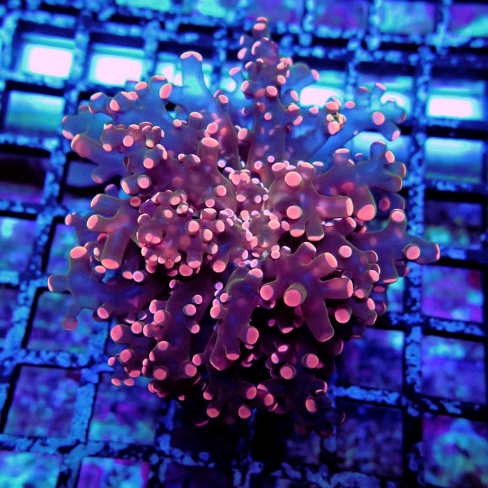 Ultra Pink Frogspawn Euphyllia