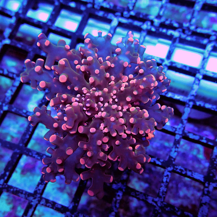Ultra Pink Frogspawn Euphyllia