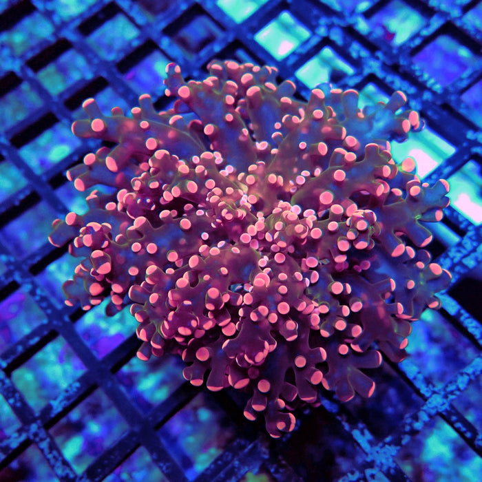 Ultra Pink Frogspawn Euphyllia