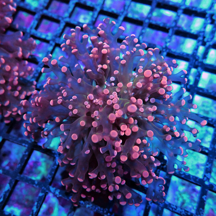 Bright Pink Frogspawn Euphyllia