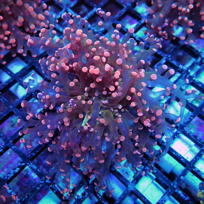 Bright Pink Frogspawn Euphyllia