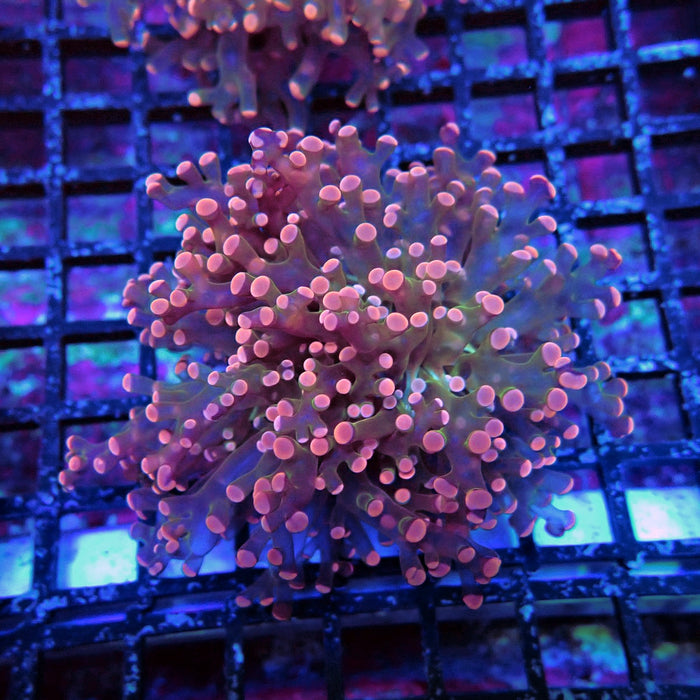 Bright Pink Frogspawn Euphyllia