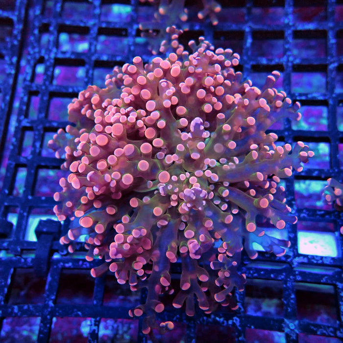 Bright Pink Frogspawn Euphyllia