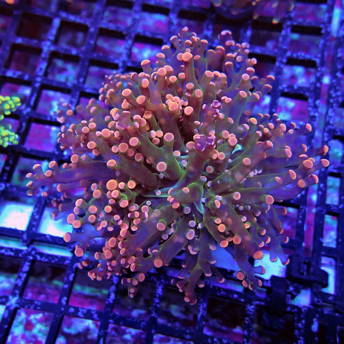 Bright Pink Frogspawn Euphyllia