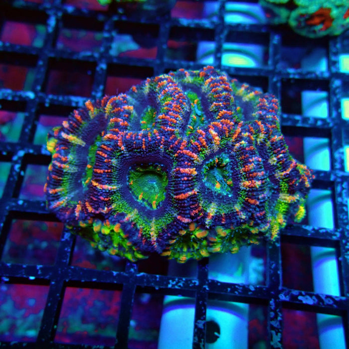 Acan Lord Coral Frag (31)